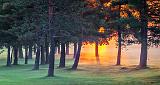 Pines In Misty Sunrise_P1150478-80